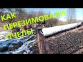 Моя пасека. КАК ПЕРЕЗИМОВАЛИ ПЧЕЛЫ