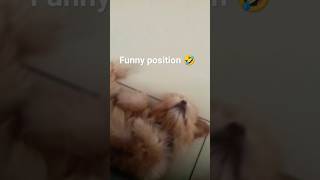 Funny pose  #dog #sleeping #cute #puppy #lhasaapso #funny #toy #youtube #boy #pets #funny #shorts