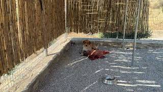 Blind Stevie is Happy at the Shelter ❤️ Hoping to Find Him a Forever Home 🏡🐶 - Takis Shelter