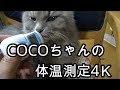 COCOちゃんの体温測定4Ｋ