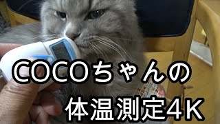 COCOちゃんの体温測定4Ｋ