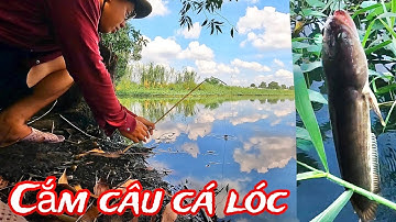 Ra Đồng Cắm Câu Cá Lóc Về Làm Cá Kho Và Canh Chua • Quân vlog