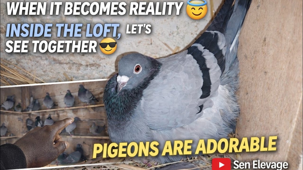 Inside The Loft | come on 😎😇