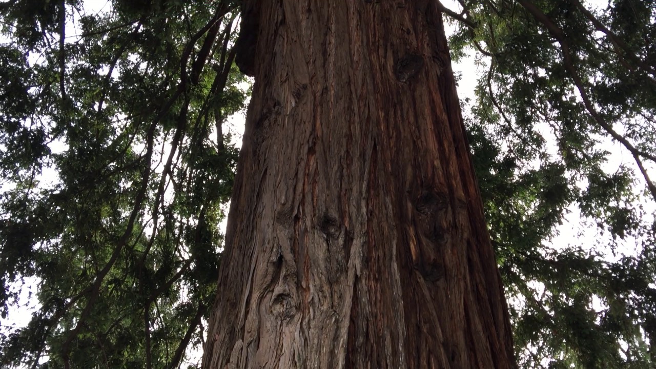 Coast Redwood Tree Sacramento YouTube