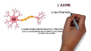Différence entre le tissu nerveux et le système nerveux