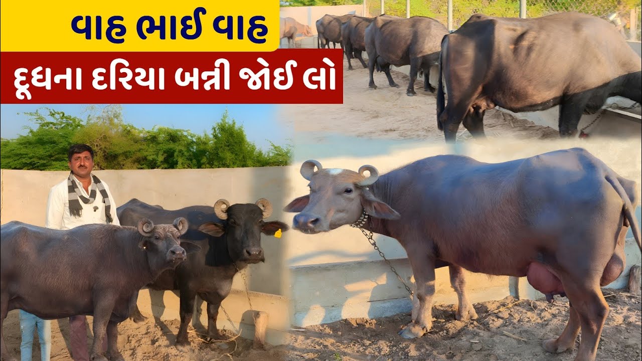 🐃 અદભૂત દુધારુ બન્ની ભેંસો 😍 લાખોની કિમત!💰💰 These Banni Buffaloes Cost a Fortune
