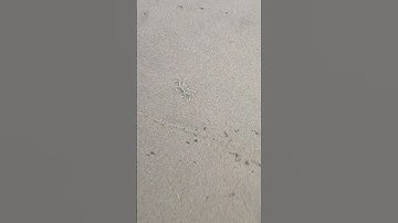 Baby crab 🦀 #shorts #shortvideo #youtubeshorts #youtube #trending