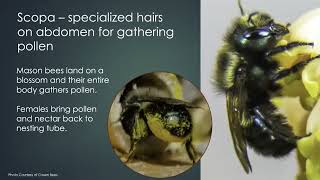 Attracting and Hosting Mason Bees with OSU Master Gardeners