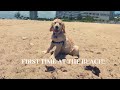 My Golden Retriever puppy&#39;s FIRST time at the beach!