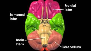 Brain Anatomy and Functions 360p