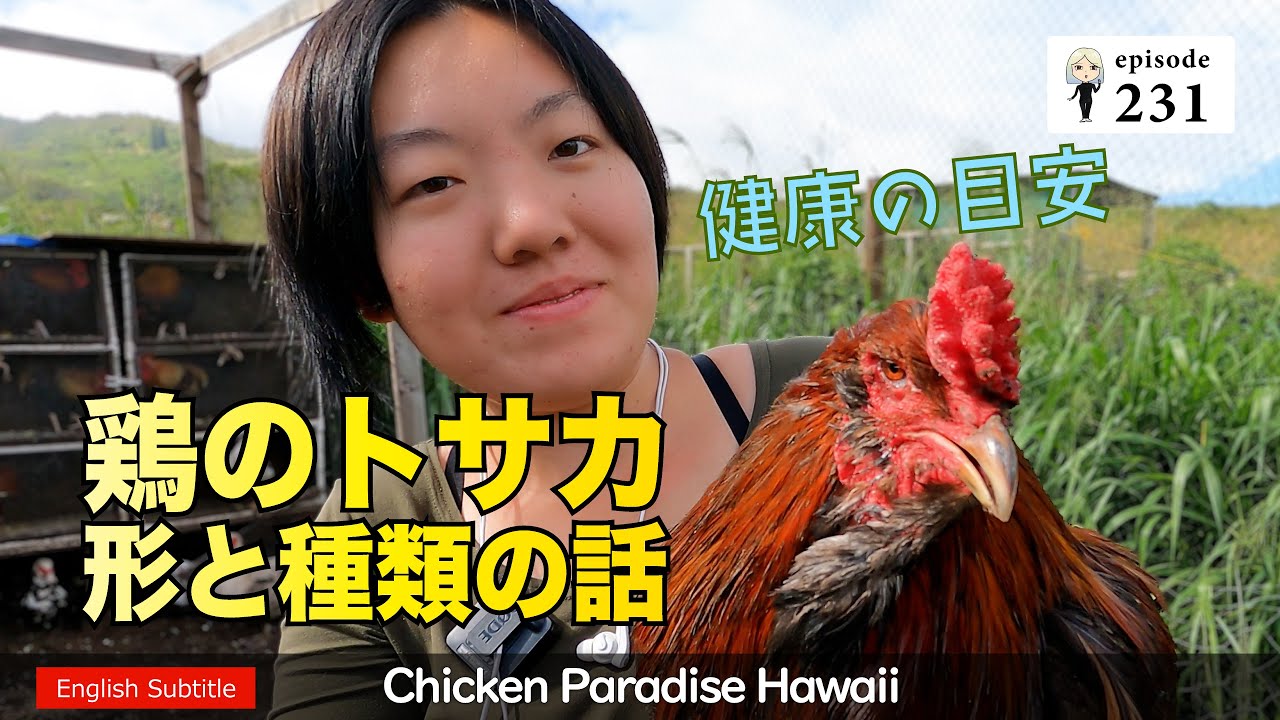 A Guide to Good Health ] The Shape and Kind of Chicken's Tops