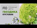 Гвоздика кустовая - нежная, недорогая, красивая.