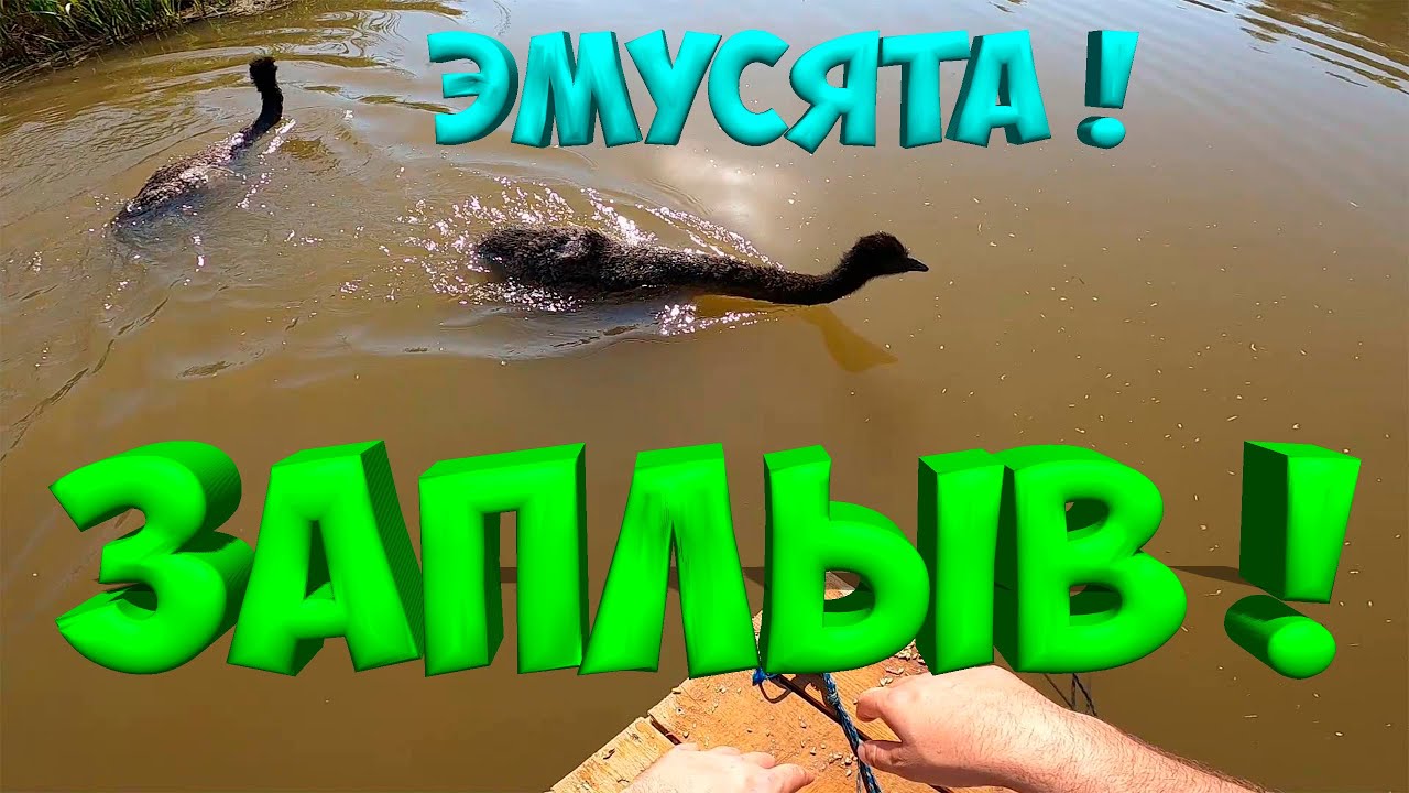 ЗАПЛЫВ СТРАУСЯТ ! ПОЛУЧИЛ НОМЕРА ! [Жизнь в деревне] - YouTube