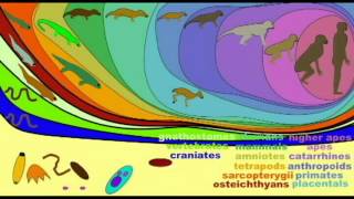 PLJOURNAL5: FISH FOSSILS  & THE NESTED HIERARCHY OF LIFE