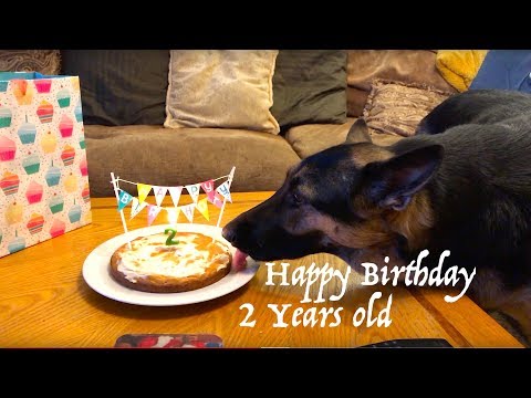 dog-cake-recipe-2-years-old-german-shepherd-birthday---baking---eating-cake-+-presents-cake-recipe