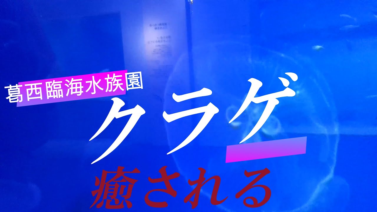 クラゲ 葛西臨海水族園 水族館 Youtube