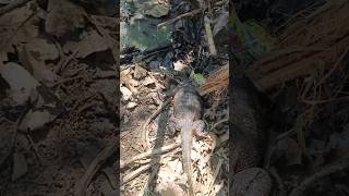 DAPAT KOMODO DI SUNGAI KECIL #shortvideo #hiburan