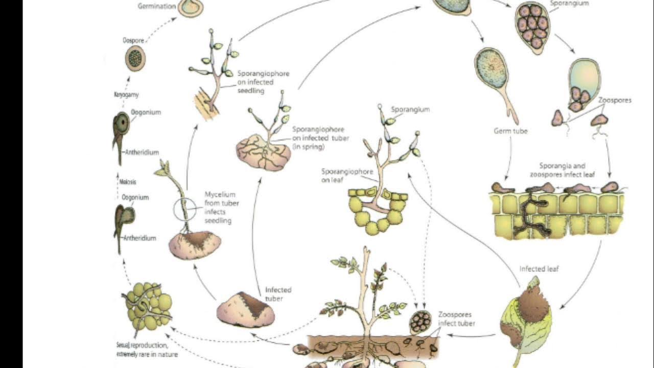 Жизненный цикл овощных растений по маркову. Жизненный цикл фитофторы. Жизненый цикл фитофторы инфестас. Фитофтора гриб жизненный цикл. Phytophthora infestans жизненный цикл.