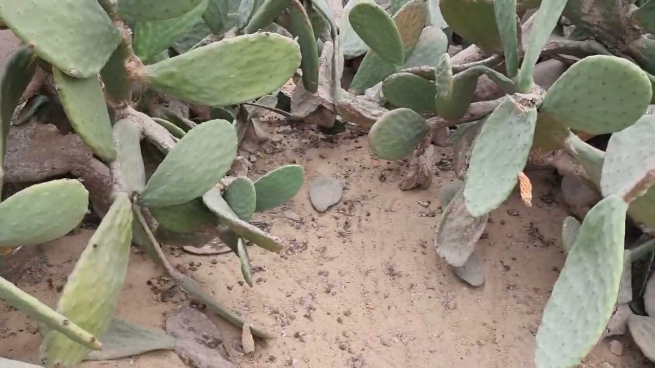 المطلوب للتين الشوكى فى فصل الشتاء أو فترة التصويم م رامى محمد ت 01007305821