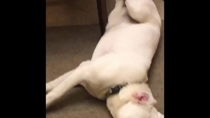 Waltz of the Pets