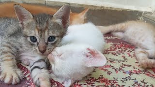 Cats & kittens are 763 & 680 & 579 & 562 & 514 & 438 & 323 & 285 & 185 & 55 & 34 & 346 & 279&177&143