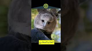 العُقاب المخادع - مش هتصدق سموه الإسم دا ليه ؟ 😱😱