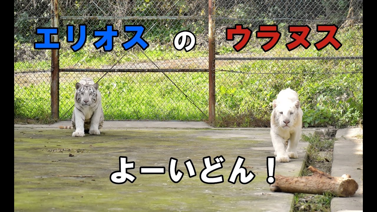 ホワイトタイガー | 野生の王国 群馬サファリパーク