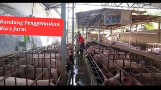 Kandang Babi penggemukan Ria's farm _ Ternak babi