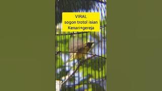 Sogon trotol isian kenari dan gereja #burung #sogonindonesia #kicaumania #sogonprestasi