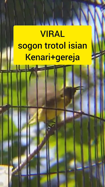 Sogon trotol isian kenari dan gereja #burung #sogonindonesia #kicaumania #sogonprestasi