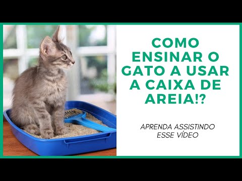 Vídeo: Como Treinar Um Gatinho Para A Caixa De Areia