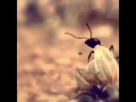 Dorothy Moskowitz — Ants by Retep Folo & Dorothy Moskowitz