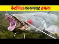 कैटफ़िश के चौंकाने वाले हमले |  Most Dangerous Catfish Attacks