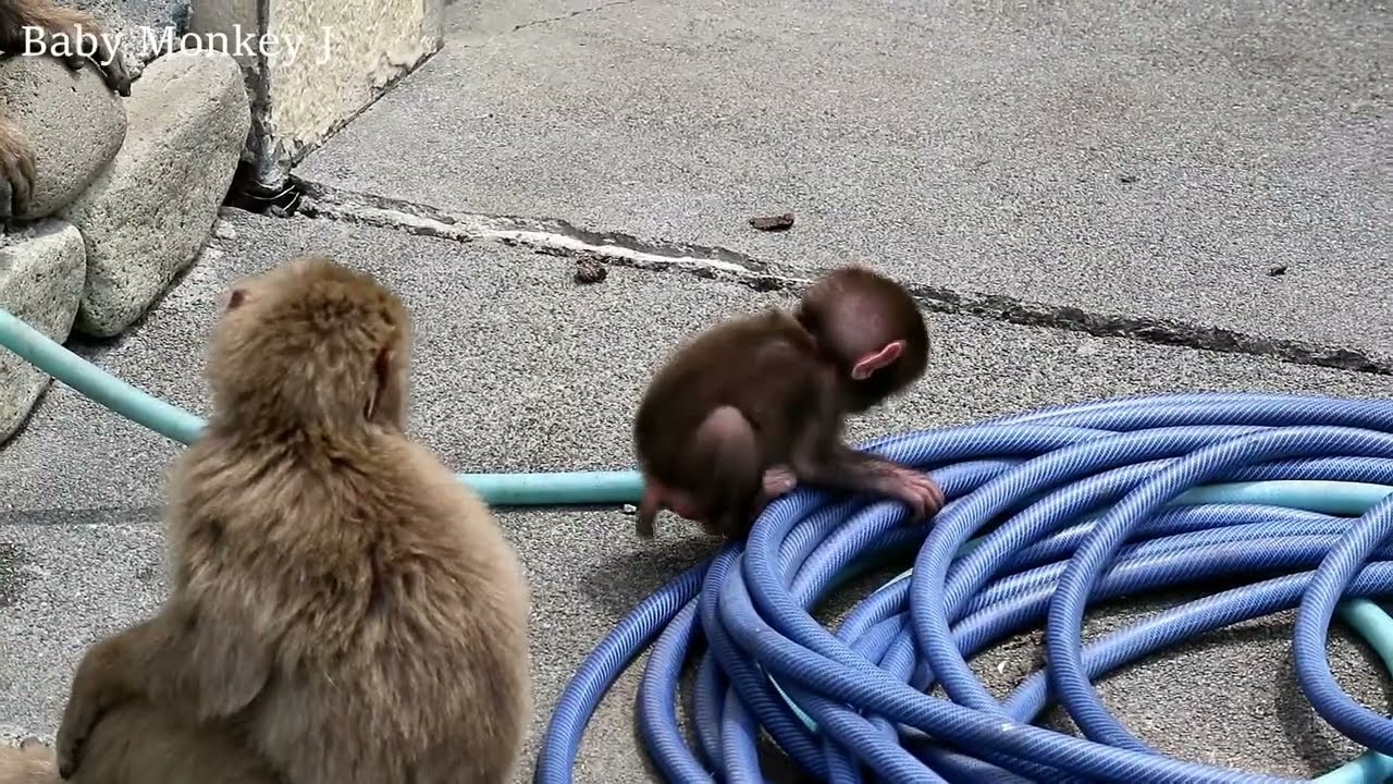 Baby monkey who likes tap water hose YouTube