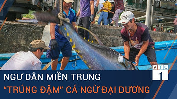 Ngư dân miền Trung “trúng đậm” cá ngừ đại dương | VTC1
