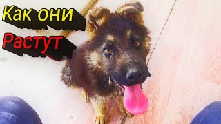 Как растут мои овчарки Как растут мои овчарки