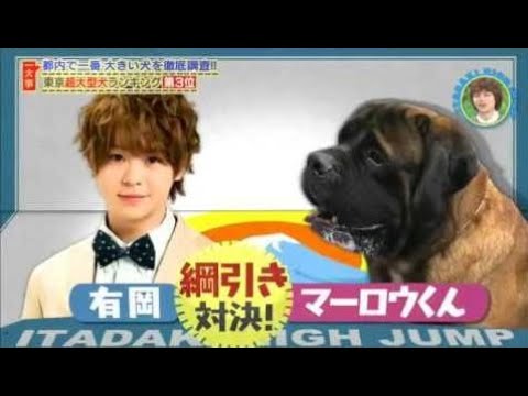 いただきハイジャンプ Hey Say Jump 15年11月18日 都内一大きい犬を探せ 中島 有岡 高木が超大型犬を調査しランキングを作成 Youtube