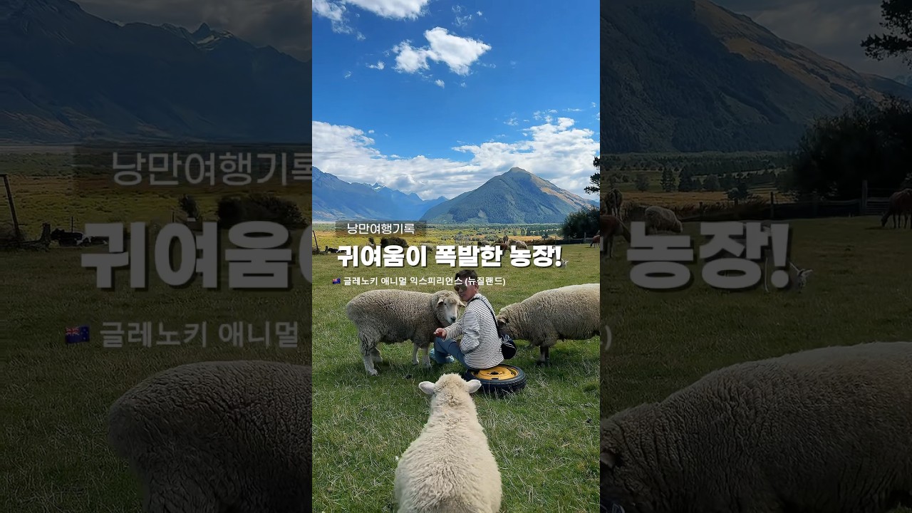 뉴질랜드 농장에서 알파카와의 첫 만남! | Glenorchy Animal Experience