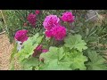 From Bare Soil to Blooms  The First Chapter of Our Garden’s Journey! 🌱🌸