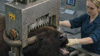 Inside A Slaughterhouse For American Bison A Multi-Million Dollar Product The Entire Process