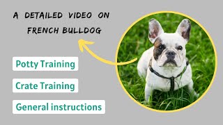 Training a French Bulldog  Potty Training & Crate Training