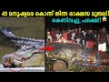      gustave crocodile explained malayalam storify