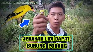 Jebakan Lidi Dapat Burung Kepodang Jejak Petualang Desa