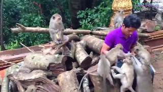 Amazing Monkey Meeting Tourist At Angkor Wat Temple - Funny Monkeys Meeting 2017