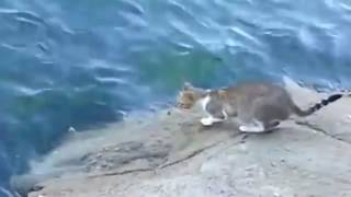 Рыбалка с котом  Кот просто взял и поймал рыбу