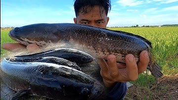 Xuống Biển Lên Đồng Hốt Cập Cá Lóc Biết Nói/Đat Nguyễn Cần Giờ 