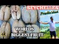 Seychelles vlog  cocodemer worlds biggest fruit in seychelles  xplore with ranjan