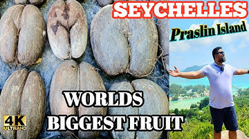 Seychelles vlog | coco-de-Mer world