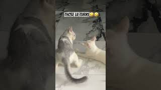 Karibu’s fighting skills has improved 🤣🤣 #catfunny #catvideos #fyp #shorts