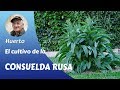 CONSUELDA RUSA: CÓMO CULTIVAR CONSUELDA RUSA - La reina del potasio